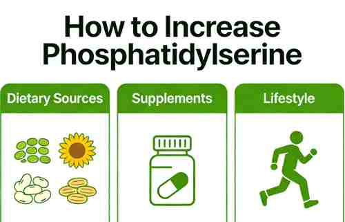 How To Increase Phosphatidylserine How To Increase Phosphatidylserine